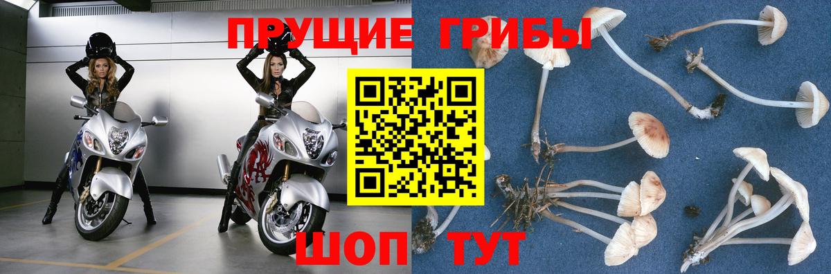 Галлюциногенные грибы Cubensis Мытищи